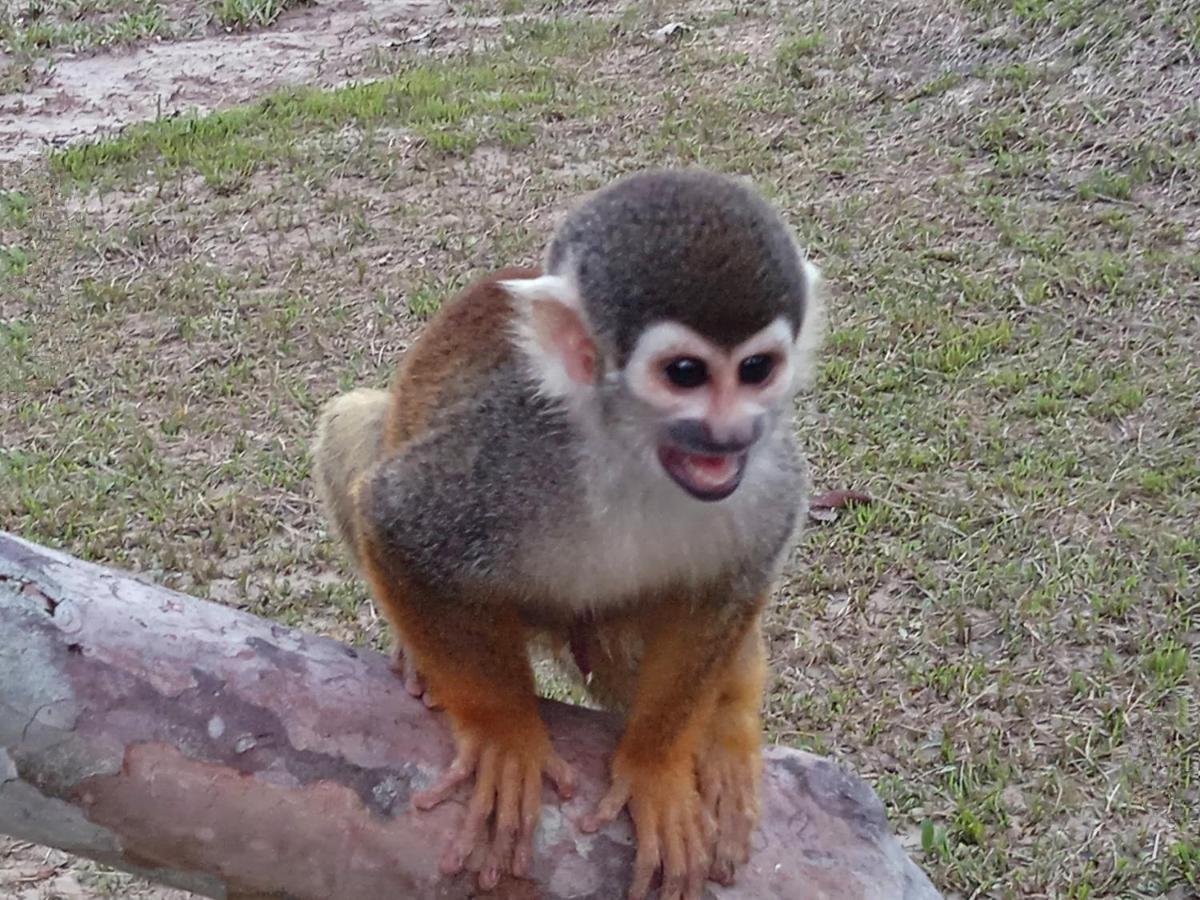 Hotel Karupa Amazonas ليتيسيا المظهر الخارجي الصورة